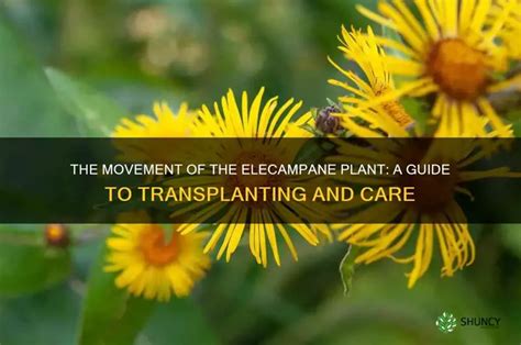 The Movement Of The Elecampane Plant: A Guide To Transplanting And Care | ShunCy