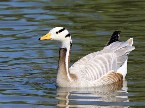 Geese Identification Wwt Slimbridge