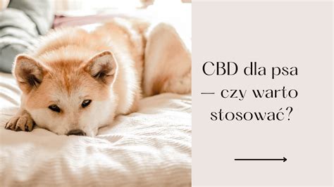 Cbd Dla Psa Czy Warto Stosowa