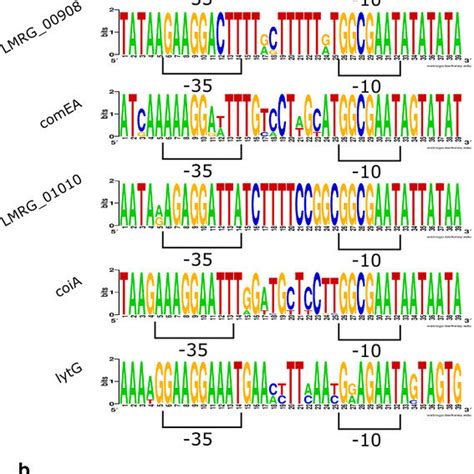 σ H Promoter Sequences For The σ H Dependent Operons Identified In