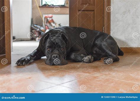 Cane Corso on Guard at Home Stock Photo - Image of cute, nose: 124311590