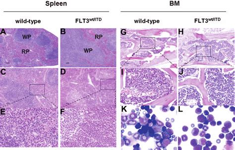 Spleen And Bm From Flt Wt Itd Display Mpd A F Spleen Sections From