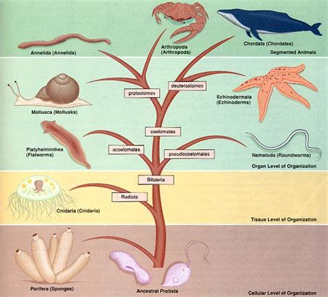 The Classification of Respiratory Systems throughout Evolution ...