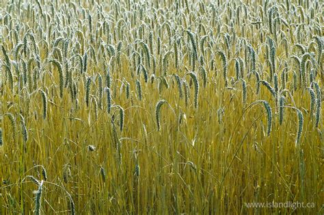 triticale - a collection of triticale photos from Island Light Photography.