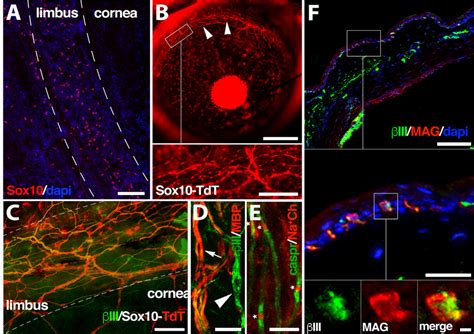 Myelinating And Non Myelinating SCs Are Abundant In The Limbus A In