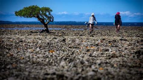 Mangroves Great Barrier Reef Hot Sale Jkuat Ac Ke