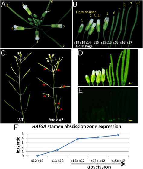 Floral Organ Abscission Is Regulated By A Positive Feedback Loop Pnas