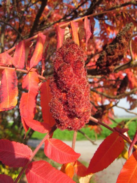 Kostenlose Foto Baum Frucht Blatt Fallen Blume Laub