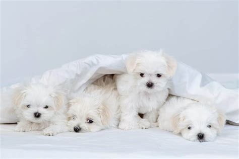 10 Best Maltese Breeders (2024 Updated) - Happy Dog Breeds