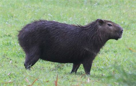 Lesser capybara - Alchetron, The Free Social Encyclopedia