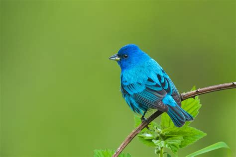 Indigo Bunting Ebird