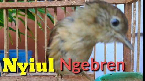 Nyiul Burung Flamboyan Gacor Ngebren Rapat Nyerecet YouTube