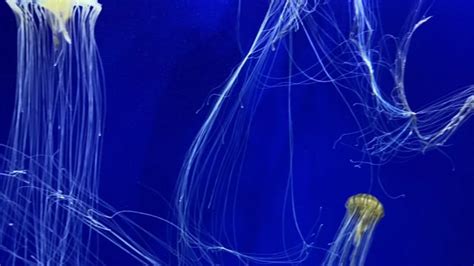 Jellyfish, Aquarium, Underwater. Free Stock Video - Pixabay