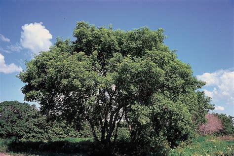 Not particularly wanted: Boxelder, (a.k.a Manitoba maple, ash-leaf ...