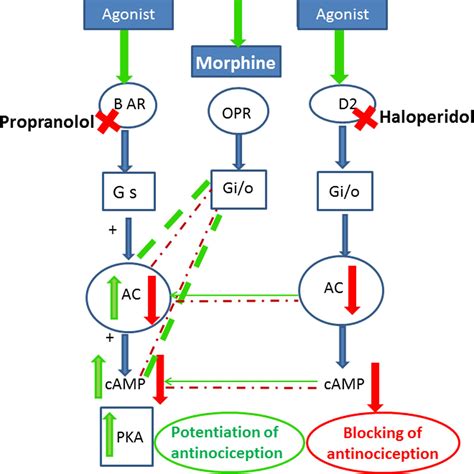 Frontiers Potentiation Of Morphine Induced Antinociception By