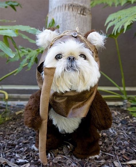 Ewok dog…