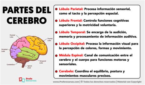 Las Partes Del Cerebro Y Sus Funciones