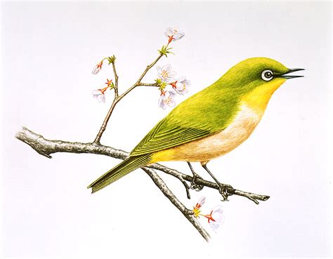 生物イラスト 春、桜の木の枝にとまるメジロ