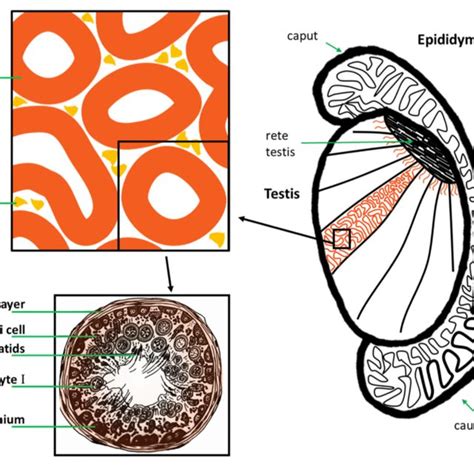 Original Anatomy Of The Human Testis Epididymis And Vas Deferens Download Scientific