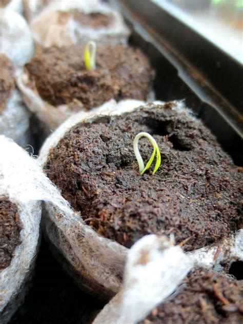 Reasons Why Your Seeds Are Not Germinating Gardening Tips