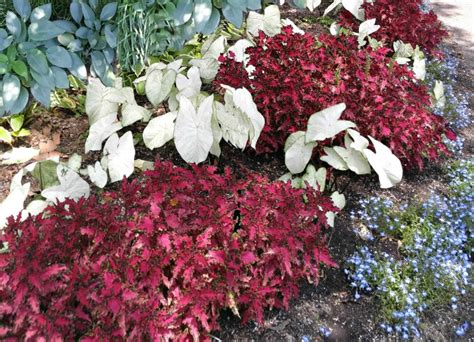 Hosta Companion Plants Growing Hostas With Shade Loving Plants