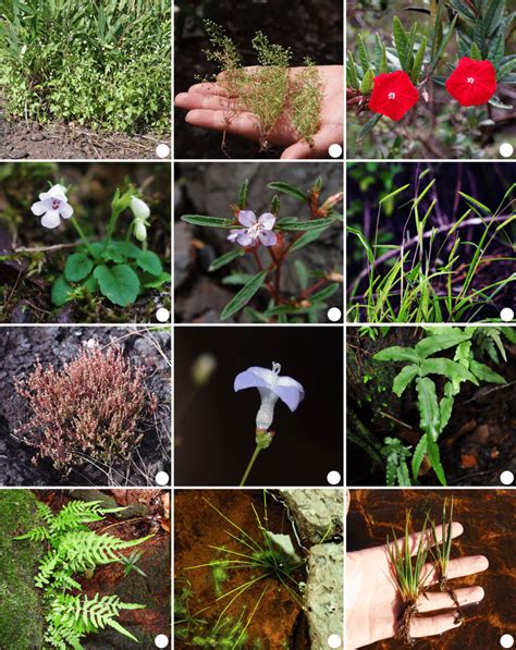 Vascular Plants