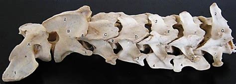 Lion Cervical Vertebrae Dorsolateral View A G First To Seventh