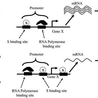 Schematic diagram of (a) activation and (b) repression of X by the ... 