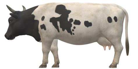 Manchas De Vaca Png Para Descargar Gratis