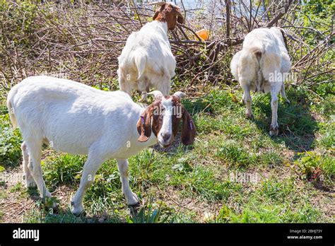 Bournemouth East Cliff Goats Hi Res Stock Photography And Images Alamy