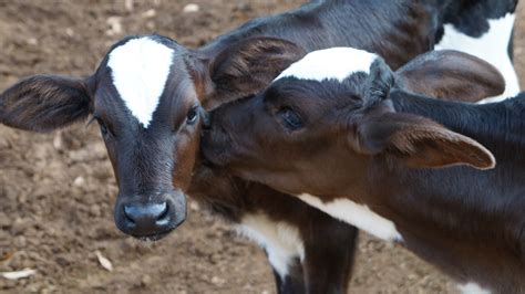 Banco De Imagens Campo Fazenda Cachorro Animal Animais Selvagens