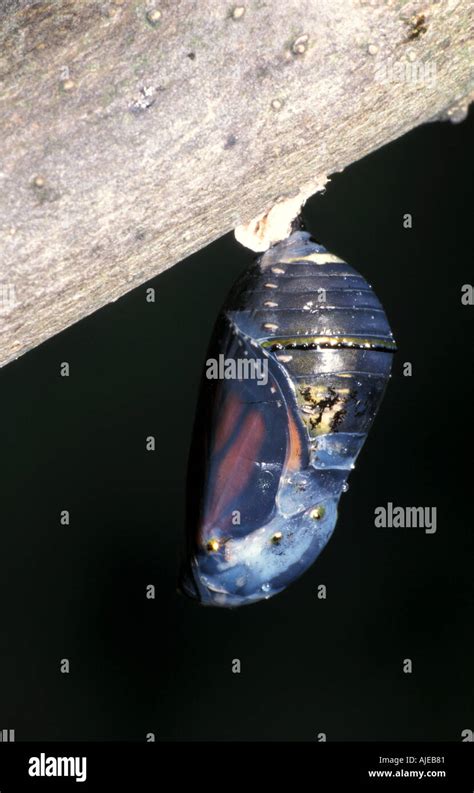 Monarch Butterfly pupa chrysalis Stock Photo - Alamy