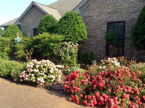 23 Best Drift Roses Images On Pinterest Drift Roses Garden Roses And
