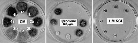 Growth Of Eight Ascospore Offspring Isolated From A Single Tetratype