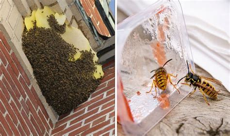 How To Get Rid Of Wasps In House Wall Tynisha Fraser