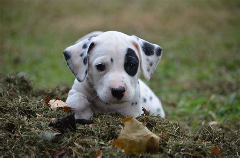 Dalmatian Puppy Dalmatian Puppy Dalmatian Puppies For Sale Cute