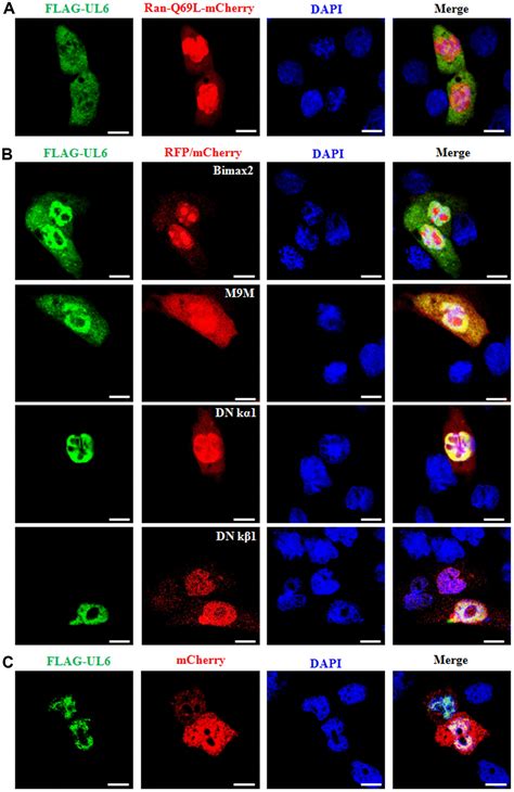 Molecular Anatomy Of The Subcellular Localization And Nuclear Import