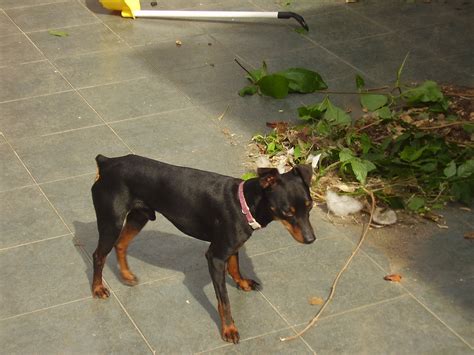nanetto | billy | Petpassion