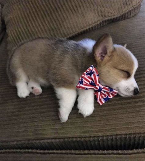 Sleeping corgi puppy =] #corgi #corgipuppy #sleeping #Toby #4thofjuly ...