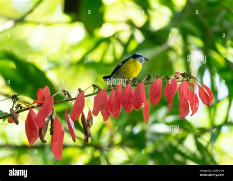 A Bananaquit chirping on the national flower of Trinidad W.I., the ...