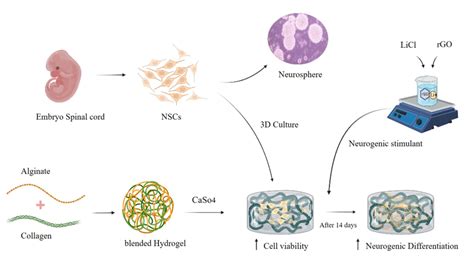 Enhanced Growth And Differentiation Of Neural Stem Cells On Alginate