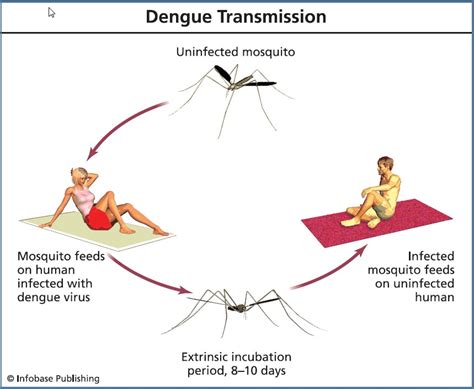 Dengue - mosquito-borne flu-like viral infection. - Universal Science Compendium