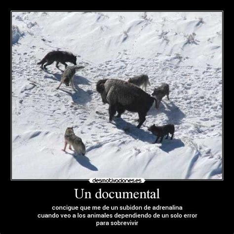 Imagenes de lobos cazando - Imagui