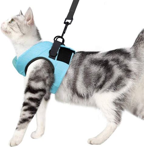 Escape Proof Maine Coon Harnesses Mainecoon Org