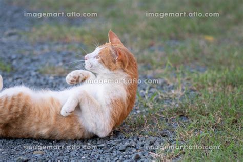 寝ころがる猫 茶トラ白の写真素材 194526567 イメージマート