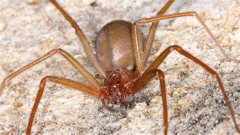 Brown Recluse Spiders Learn About Brown Recluse Spiders In Tx