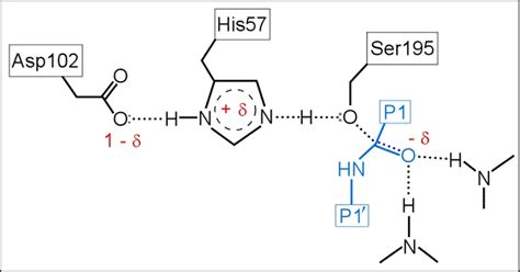 CHEM 440 - Cataytic triad