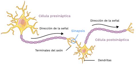 Sinapsis Labster