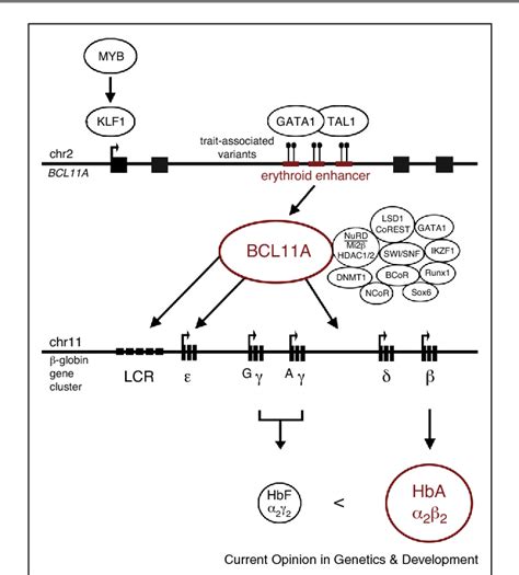 Hemoglobin Switching S Surprise The Versatile Transcription Factor