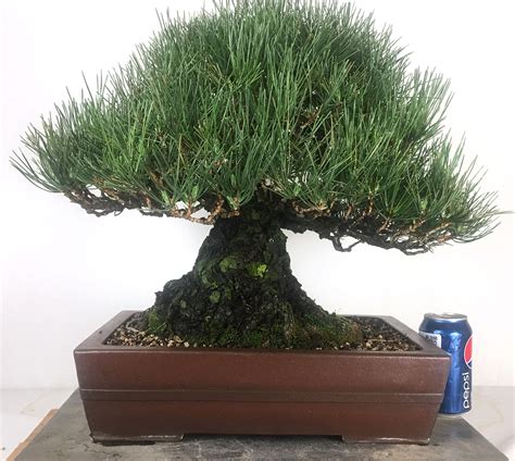 Japanese White Pine 12 Tall Bonsai Bonsai Learning Center Store